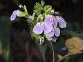 Western Hill Catmint