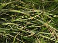 Whip Grass