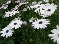 White African Daisy