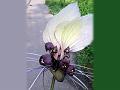 White Bat Flower