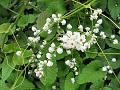 White Coral Vine