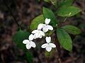 White Eranthemum