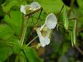 White Himalayan Balsam