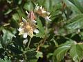 White Himalayan Cinquefoil