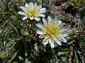 White Himalayan Dandelion