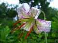 White Himalayan Lily