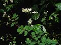 White Himalayan Rue