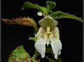 White Kumaon Balsam
