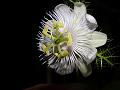 White Love in a Mist