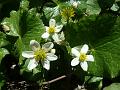 White Marsh Marigold