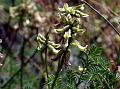 White Milk-Vetch