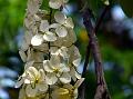 White Rainbow Shower Tree