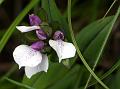 White Short-Helmet Orchid