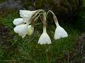 White Sikkim Primrose