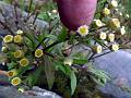 White-Flowered Fleabane