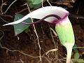 White-Hood Cobra Lily