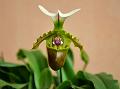 White-Hood Slipper Orchid