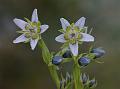 Whitish Kashmir Swertia