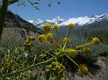 Wild Asafoetida