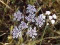 Wild Celery