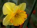 Wild Daffodil