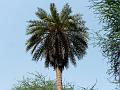 Wild Date Palm