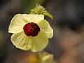 Wild Hibiscus