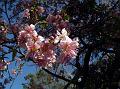 Wild Himalayan Cherry