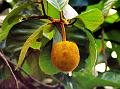 Wild Jackfruit