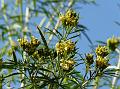 Wild Marigold