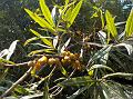 Willow-Leaved Sea Buckthorn