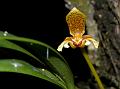 Wing-Lip Bulb-Leaf Orchid