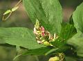 Winged-Stalk Flemingia