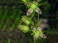 Winged-Stem Swertia