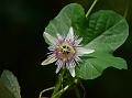 Woodland Passion Flower