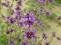 Woolly Catmint