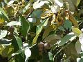Woolly Leaved Oak