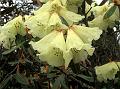 Woolly Rhododendron
