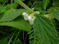 Woolly Slitwort