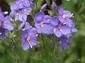 Woolly Speedwell