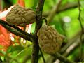 Wrinkled Pod Mangrove