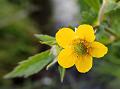 Yellow Avens