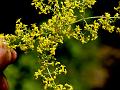 Yellow Bedstraw