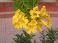 Yellow Bells