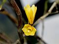 Yellow Conical Dendrobium