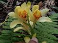 Yellow Crane Orchid