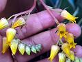 Yellow Echeveria