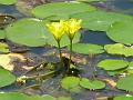 Yellow Floating Heart