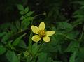 Yellow Flowered Blackjack