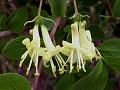 Yellow Himalayan Honeysuckle